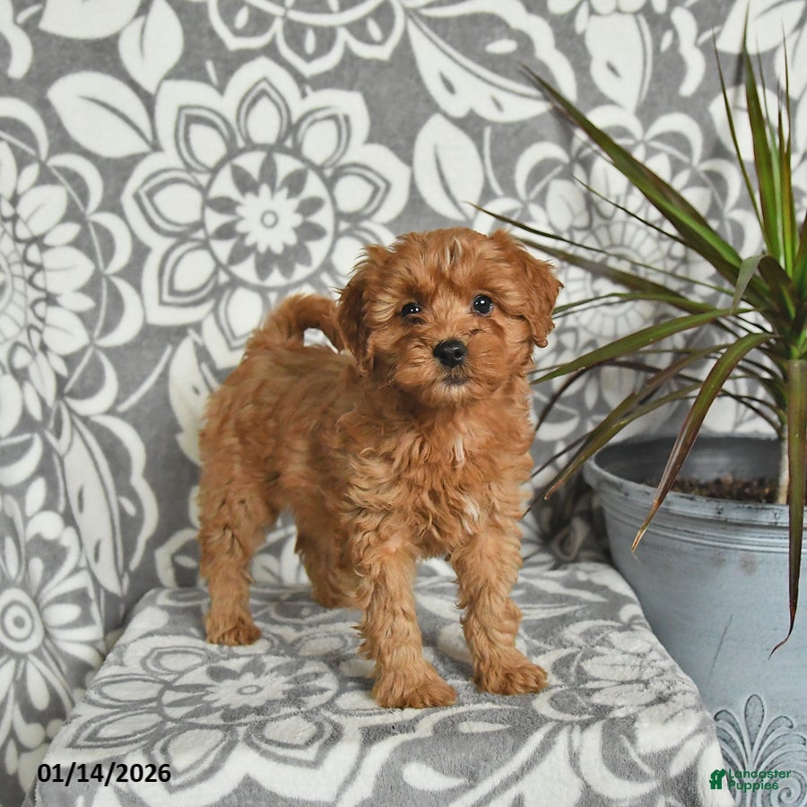 Mini Goldendoodle dogs Robin - Ad 15
