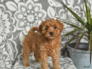 Mini Goldendoodle dogs Robin - Ad 21