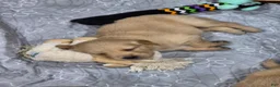 Golden Retriever dogs for sale: Christine - Ad 8