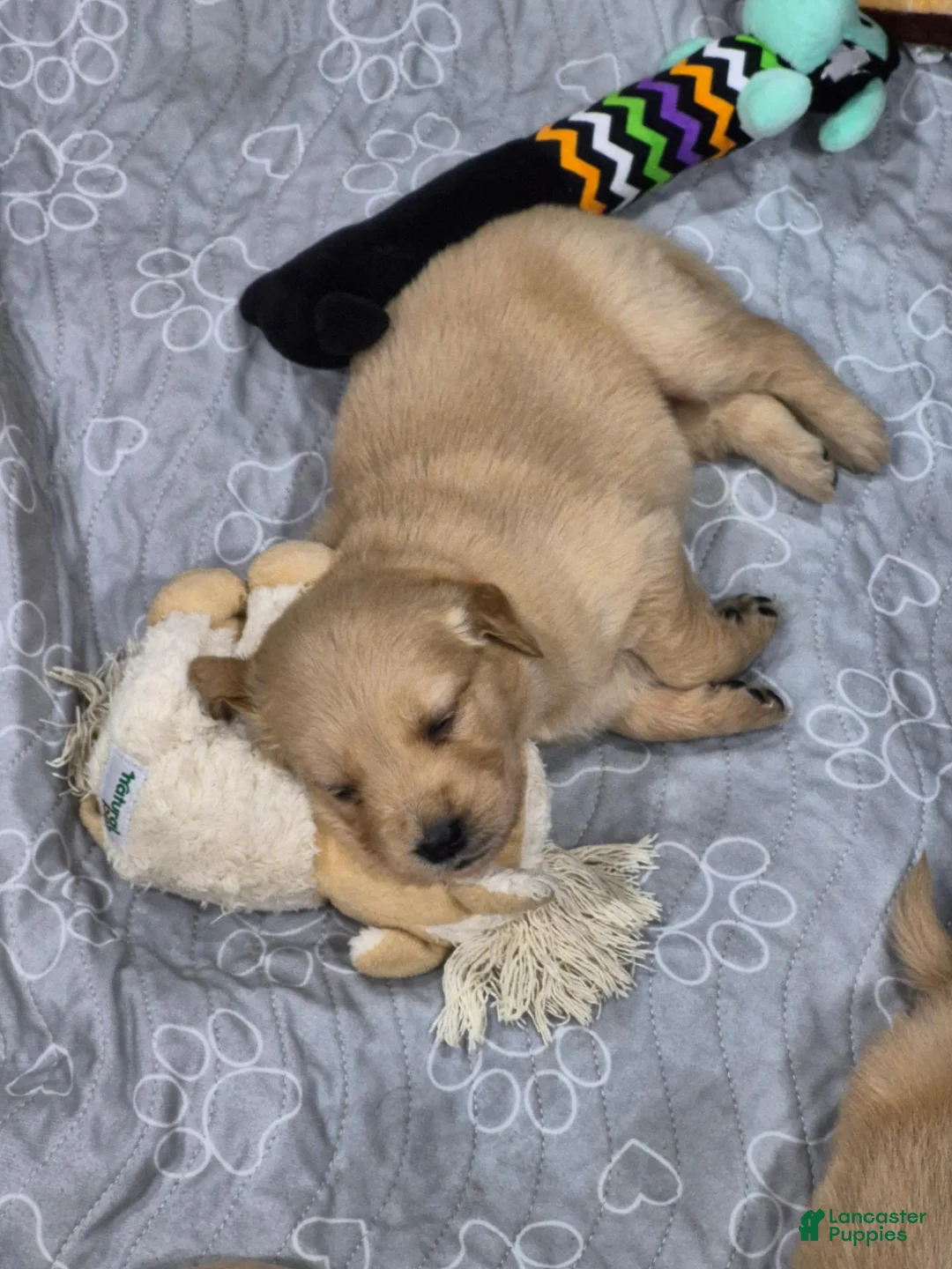 Golden Retriever dogs for sale: Christine - Ad 8