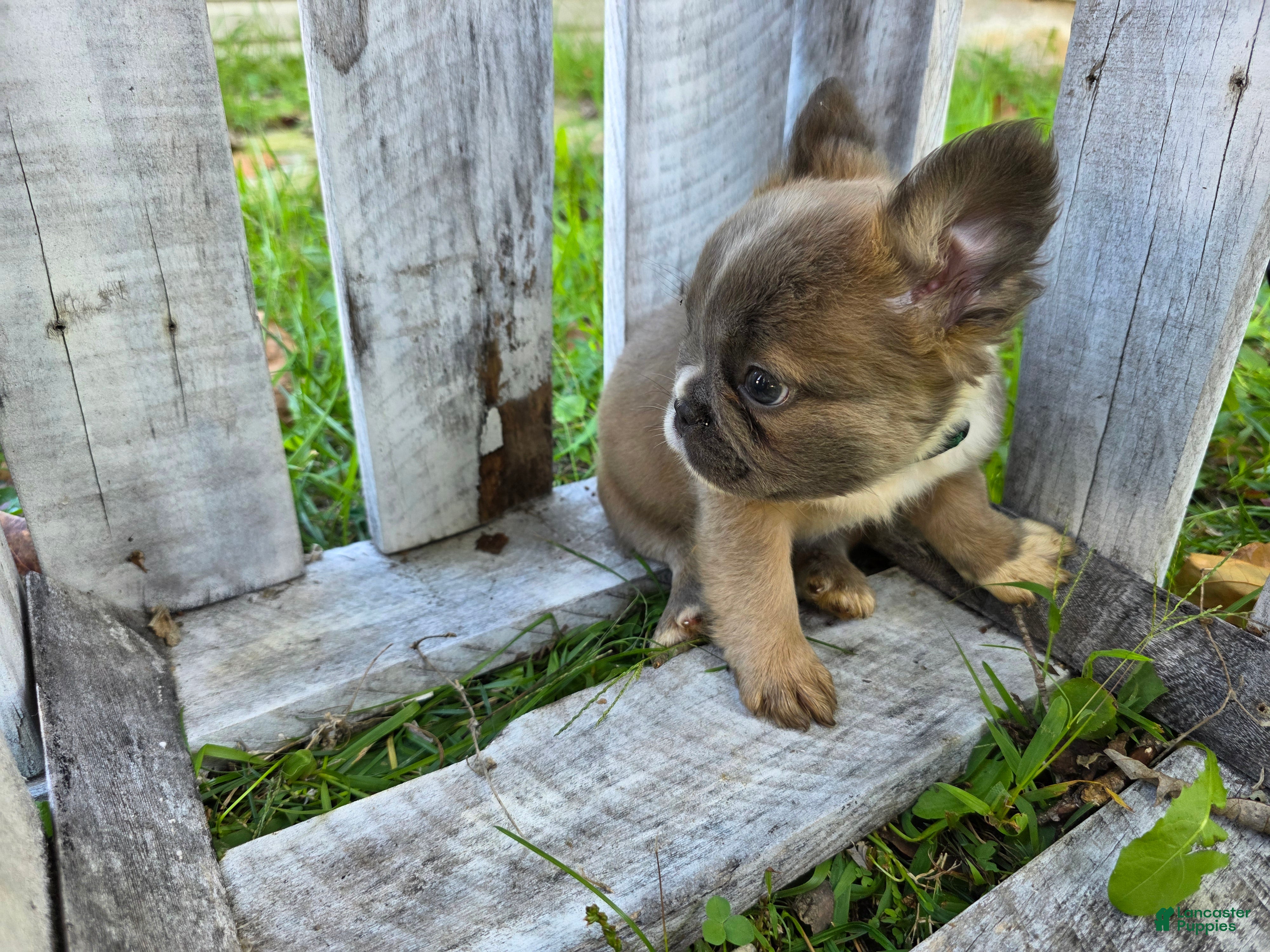 Puppies for sale in Memphis, Tennessee Lancaster Puppies
