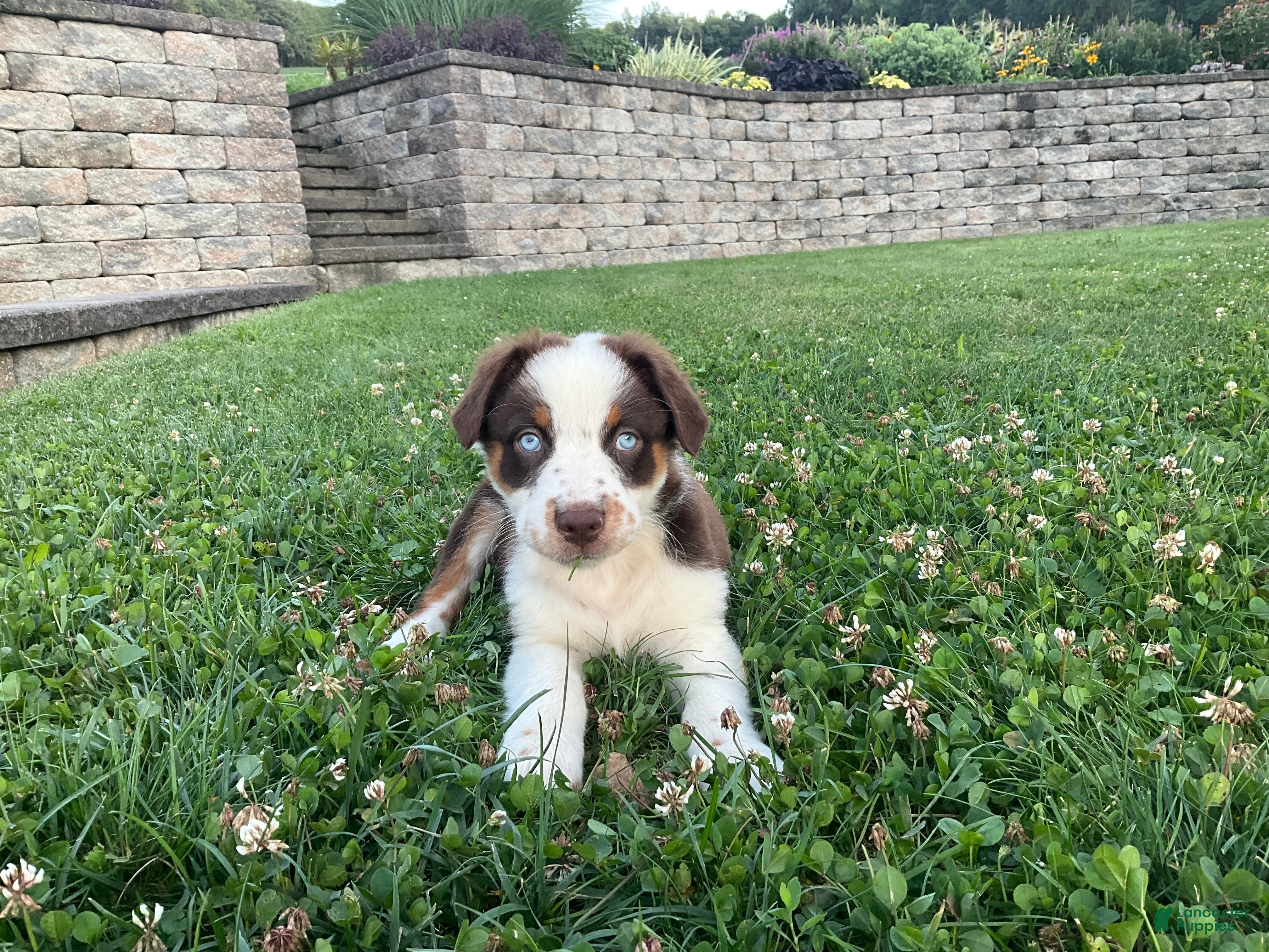 Australian Shepherd dogs Oakley - Ad 2