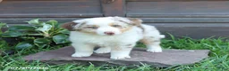 Australian Shepherd dogs for sale: Misty - Ad 4