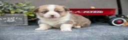 Welsh Corgi Pembroke dogs for sale: Kit Kat - Ad 3