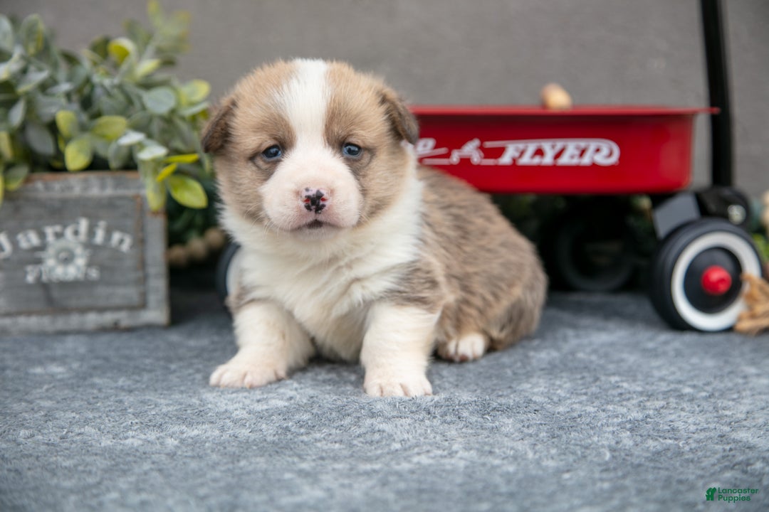 Welsh Corgi Pembroke dogs for sale: Kit Kat - Ad 3