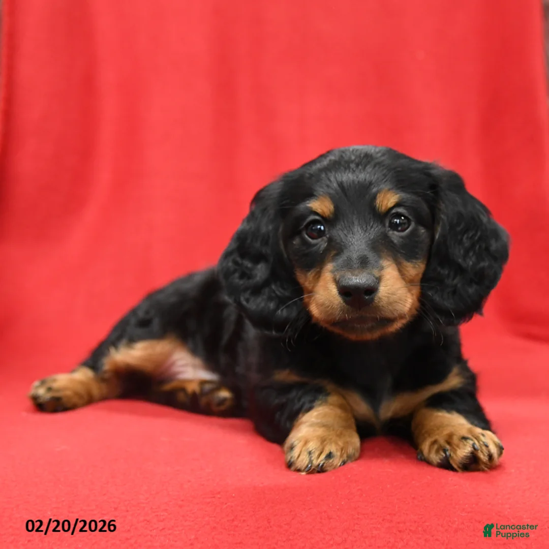 Miniature Dachshund dogs for sale: Scout - Ad 1