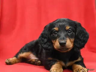 Miniature Dachshund dogs for sale: Scout - Ad 2