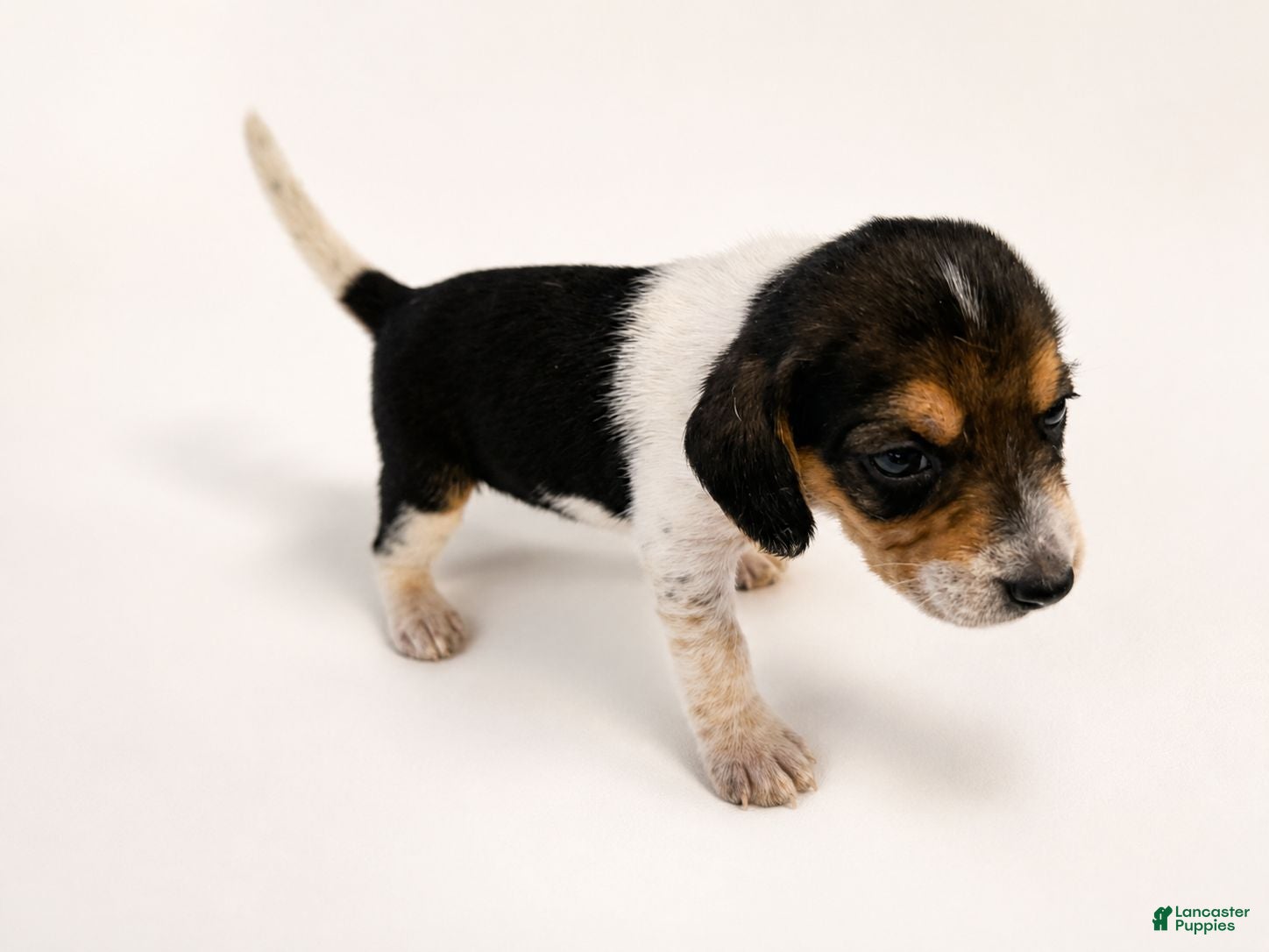 Beagle dogs Beagle 3 - Ad 1
