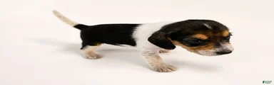 Beagle 3