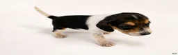 Beagle dogs for sale: Beagle 3 - Ad 1