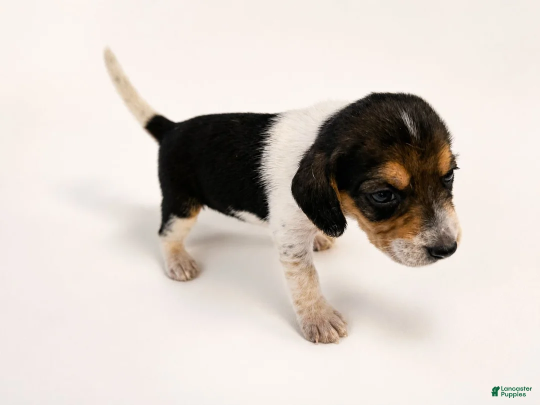 Beagle dogs for sale: Beagle 3 - Ad 1