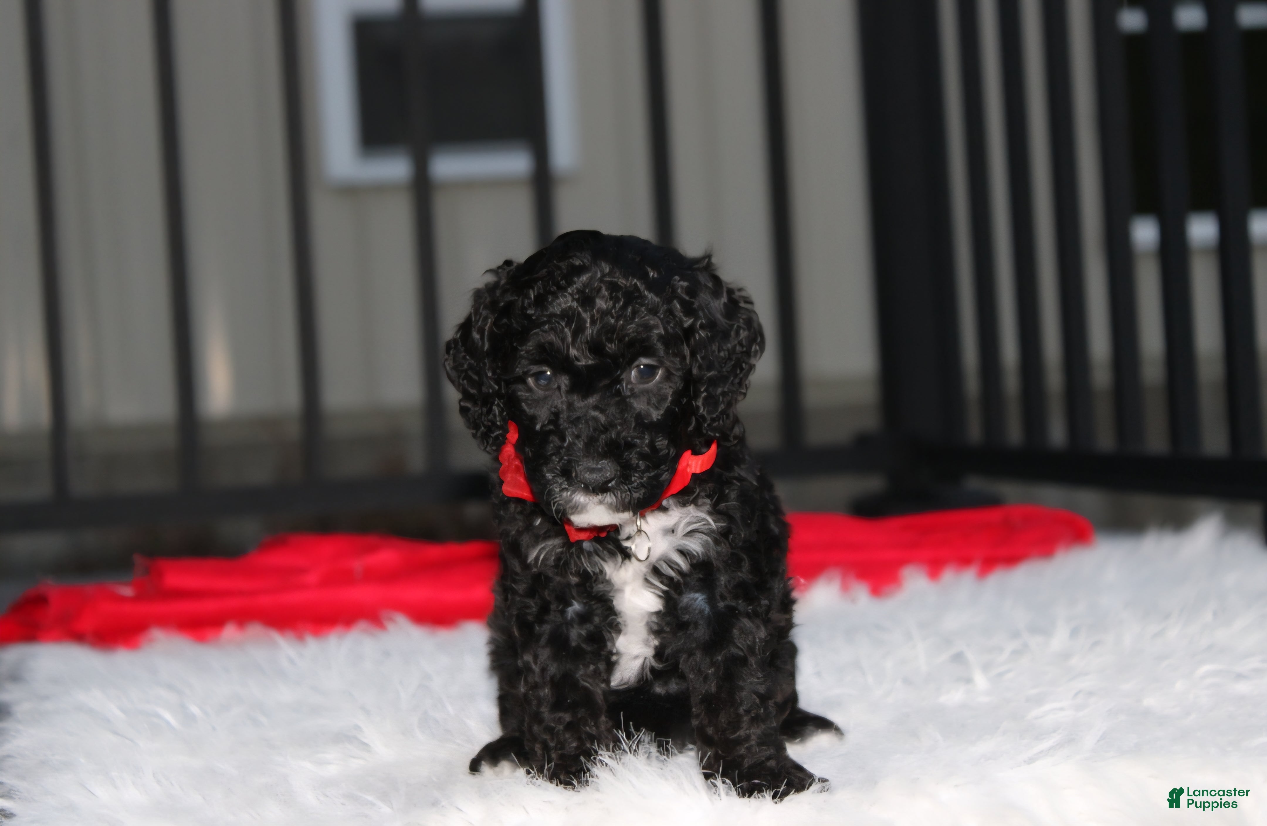 Miniature Poodle dogs for sale:  Bobby - Ad 2