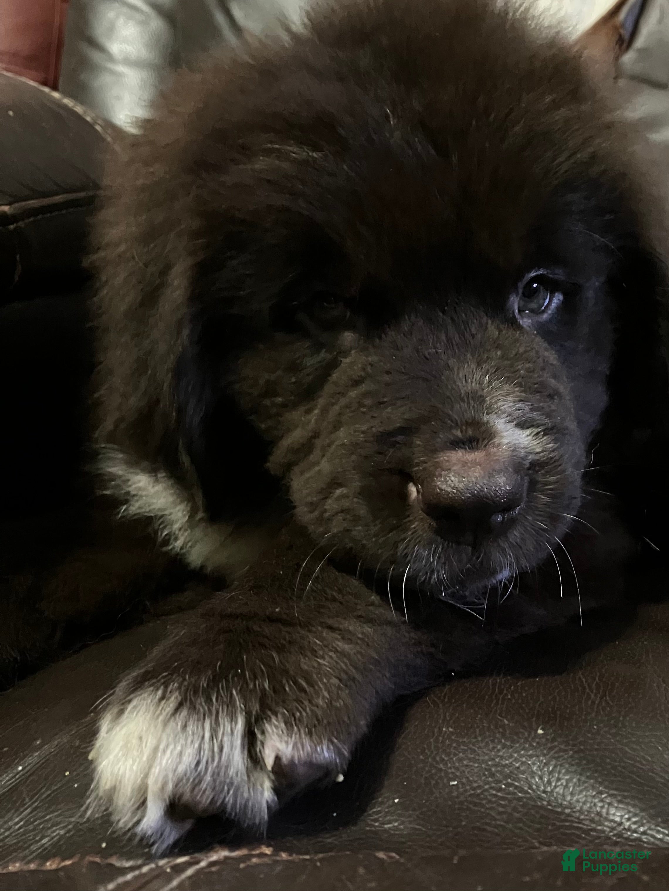 Newfoundland dogs Brownie  - Ad 16