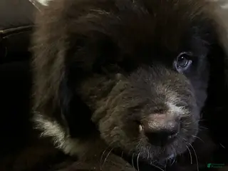 Newfoundland dogs Brownie - Ad 13