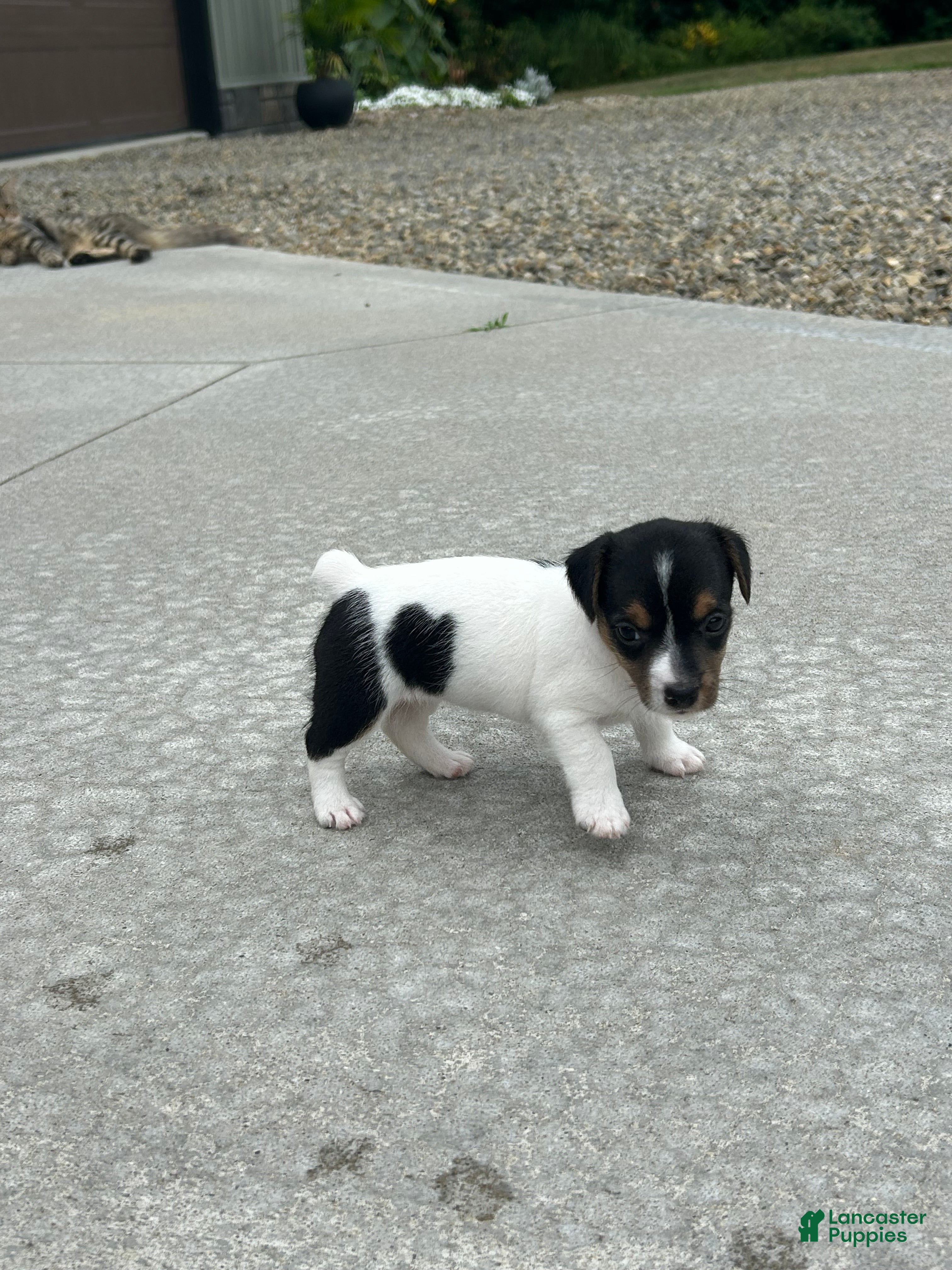 Jack Russell Terrier dogs Oreo - Ad 38