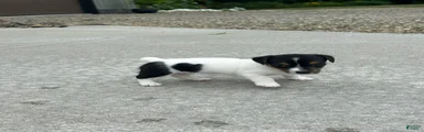 Oreo