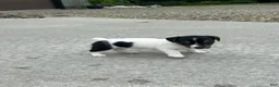 Jack Russell Terrier dogs for sale: Oreo - Ad 1