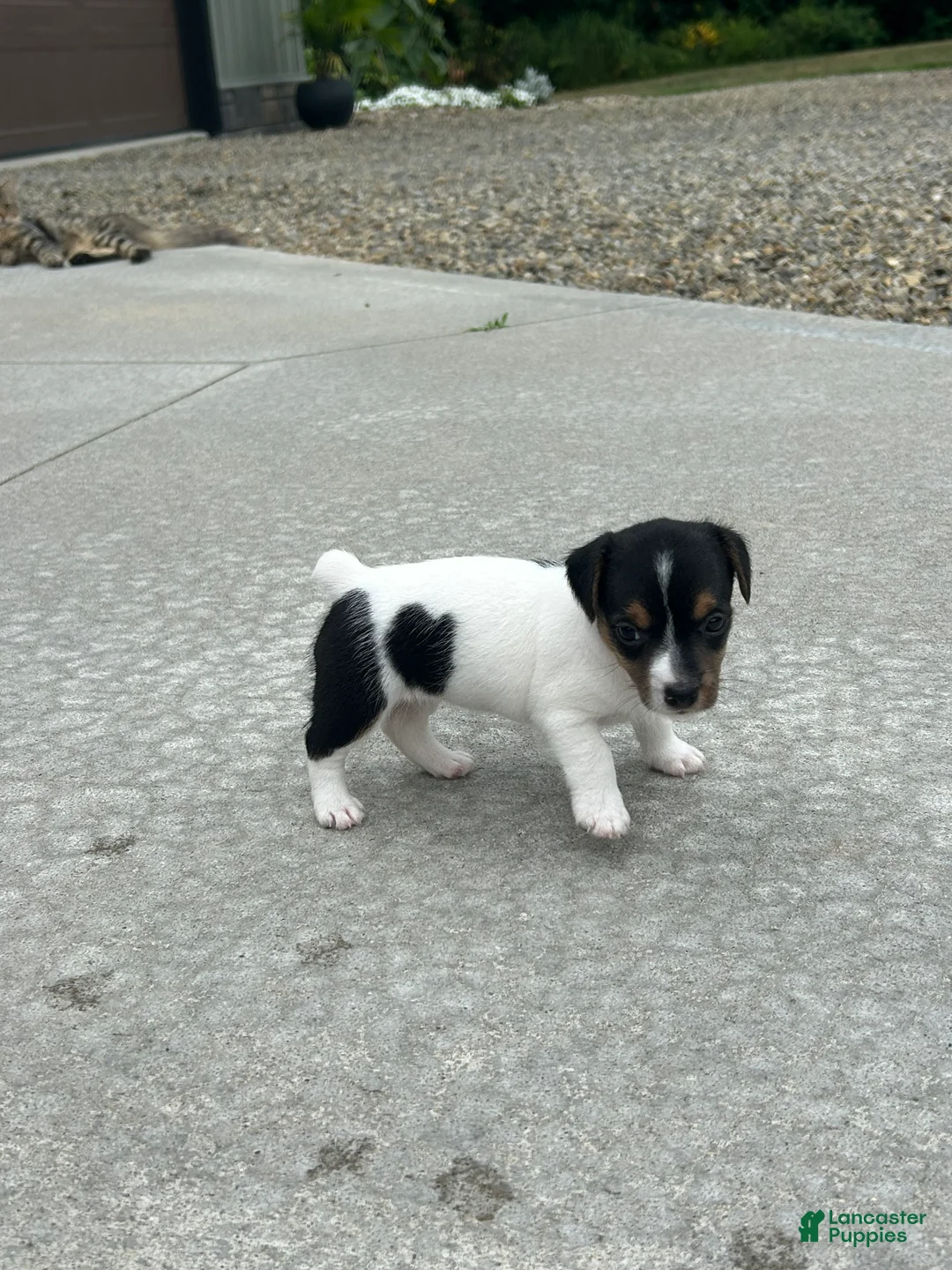 Jack Russell Terrier dogs for sale: Oreo - Ad 1