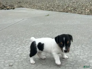 Jack Russell Terrier dogs Oreo - Ad 38
