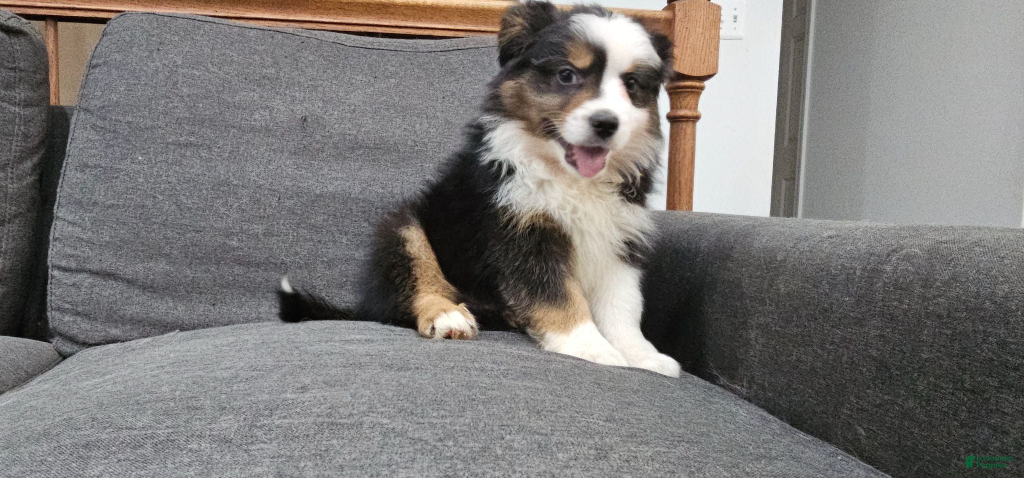 Miniature Australian Shepherd dogs Oreo - Ad 1