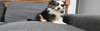 Oreo