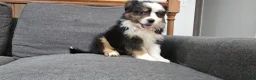 Miniature Australian Shepherd dogs for sale: Oreo - Ad 1