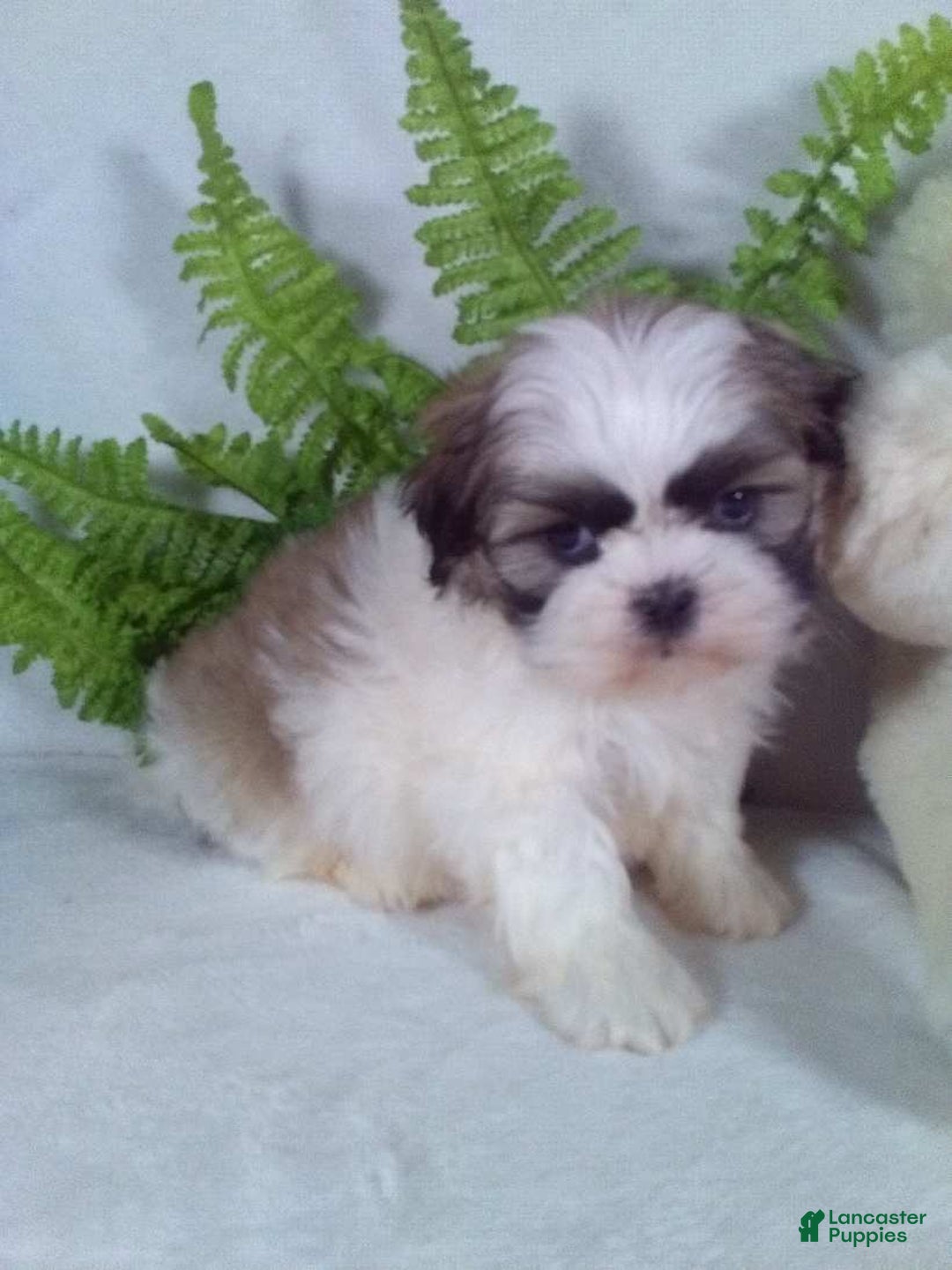 Shih Tzu dogs for sale: Cash - Ad 5