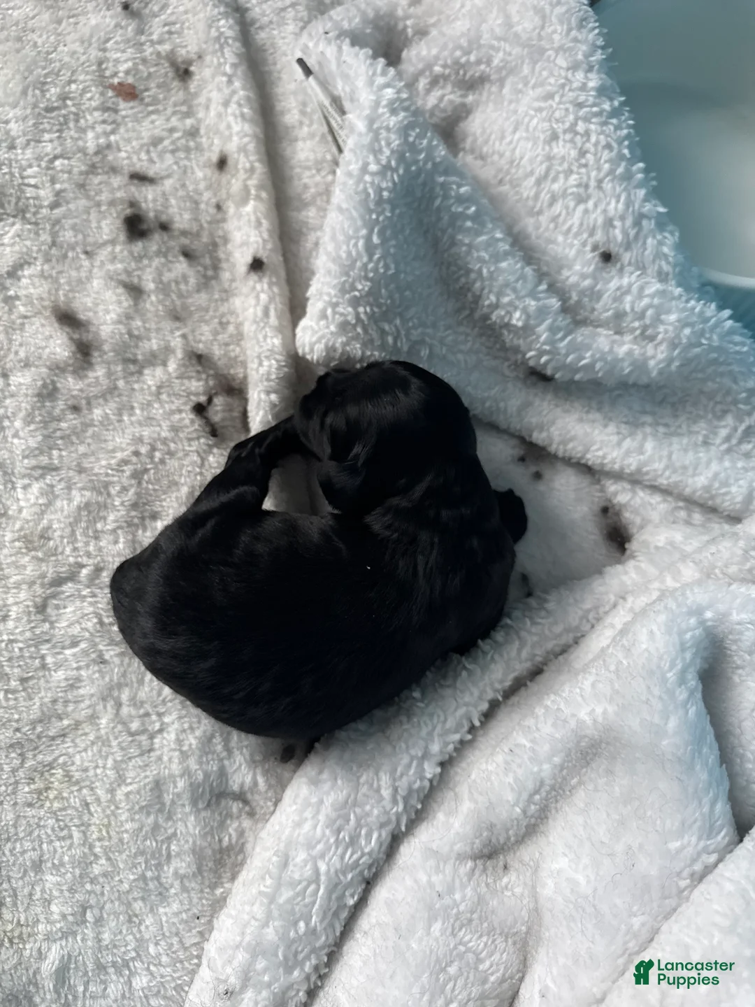 Mixed Breed dogs for sale: Lucky - Ad 6