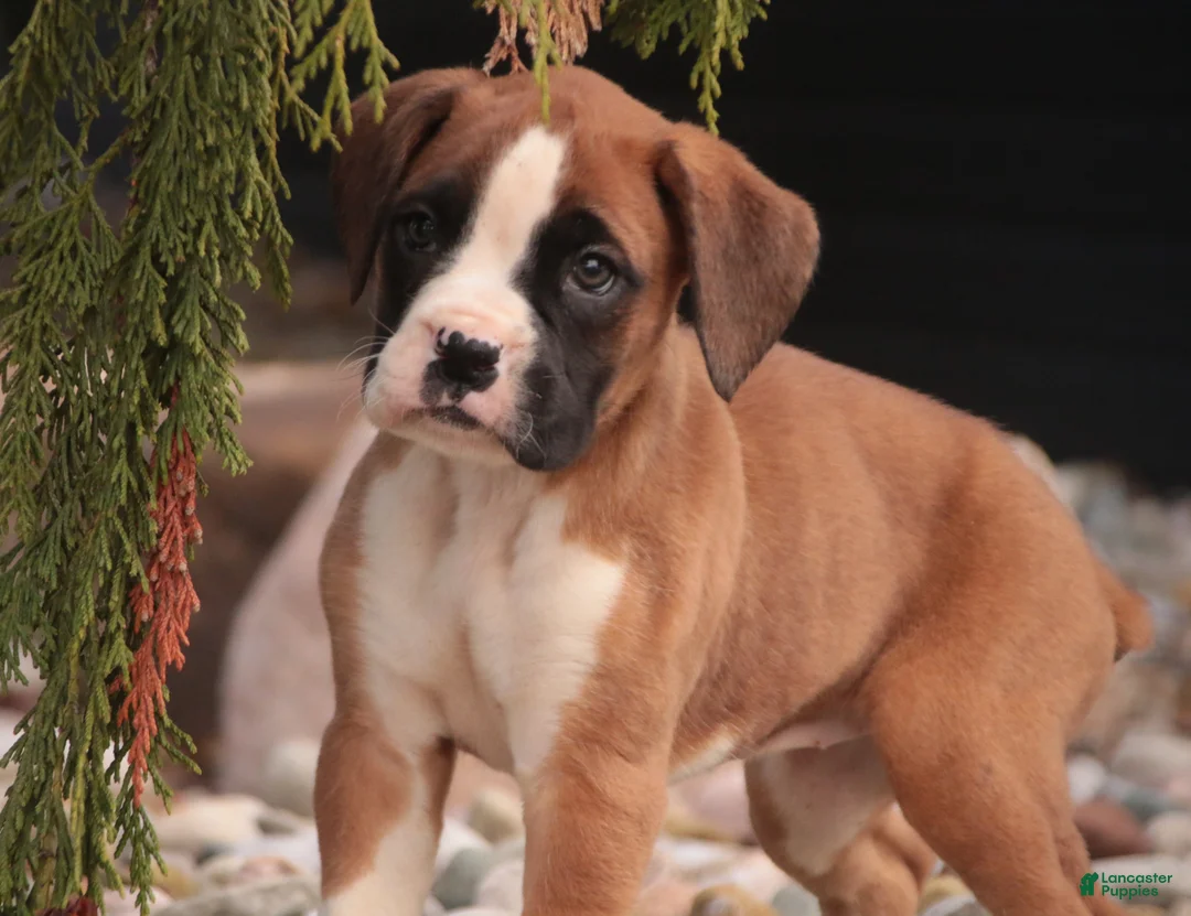 Boxer dogs for sale: Allie - Ad 3