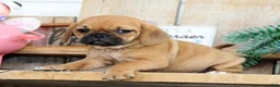 Puggle dogs for sale: Oscar - Ad 3