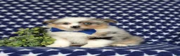 Pomeranian dogs for sale: Miguel - Ad 3