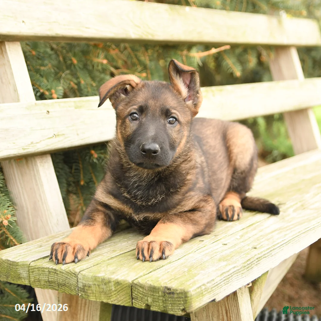 German Shepherd dogs for sale: Daffodil - Ad 3