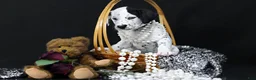 Dalmatian dogs for sale: Dalmatian Puppy 3 - Ad 3