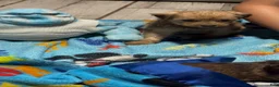 Mixed Breed dogs for sale: Mixed Breed 1 - Ad 7