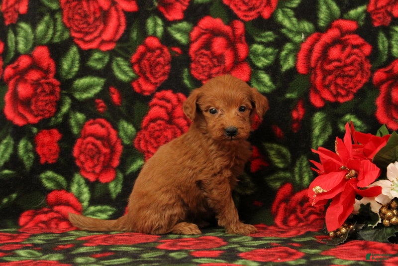 Mini Goldendoodle dogs Claus - Ad 32