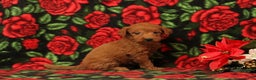 Mini Goldendoodle dogs for sale: Claus - Ad 1