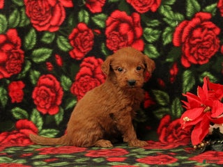 Mini Goldendoodle dogs Claus - Ad 31