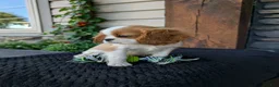 Cavalier King Charles Spaniel dogs for sale: Murphy  - Ad 4