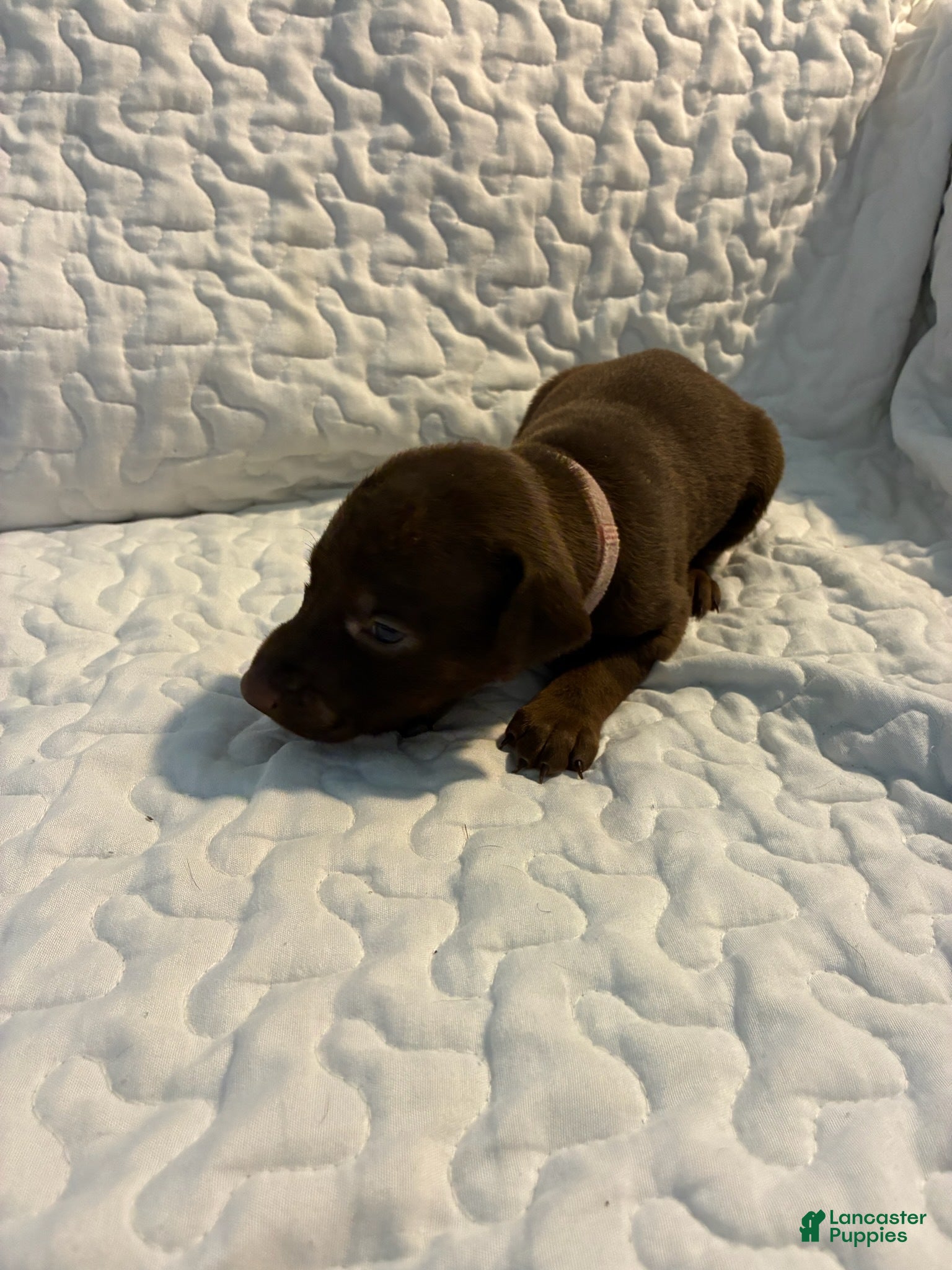 Doberman Pinscher dogs Pumpkin Spice - Ad 33