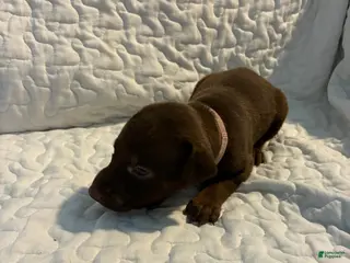 Doberman Pinscher dogs Pumpkin Spice - Ad 33