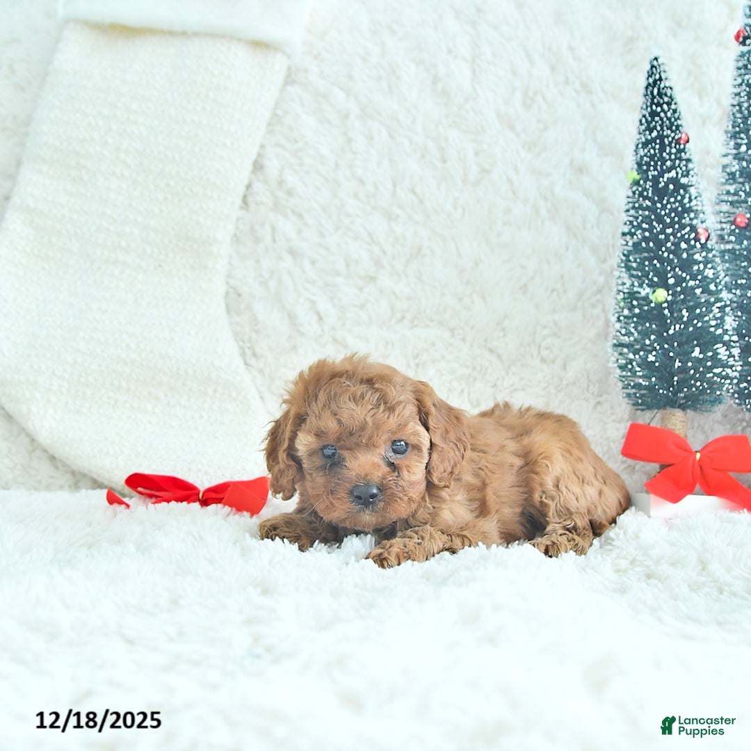 Cavapoo dogs for sale: Jingles - Ad 3