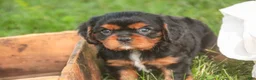 Cavalier King Charles Spaniel dogs for sale: Loki Cavalier King Charles Spaniel - Ad 6