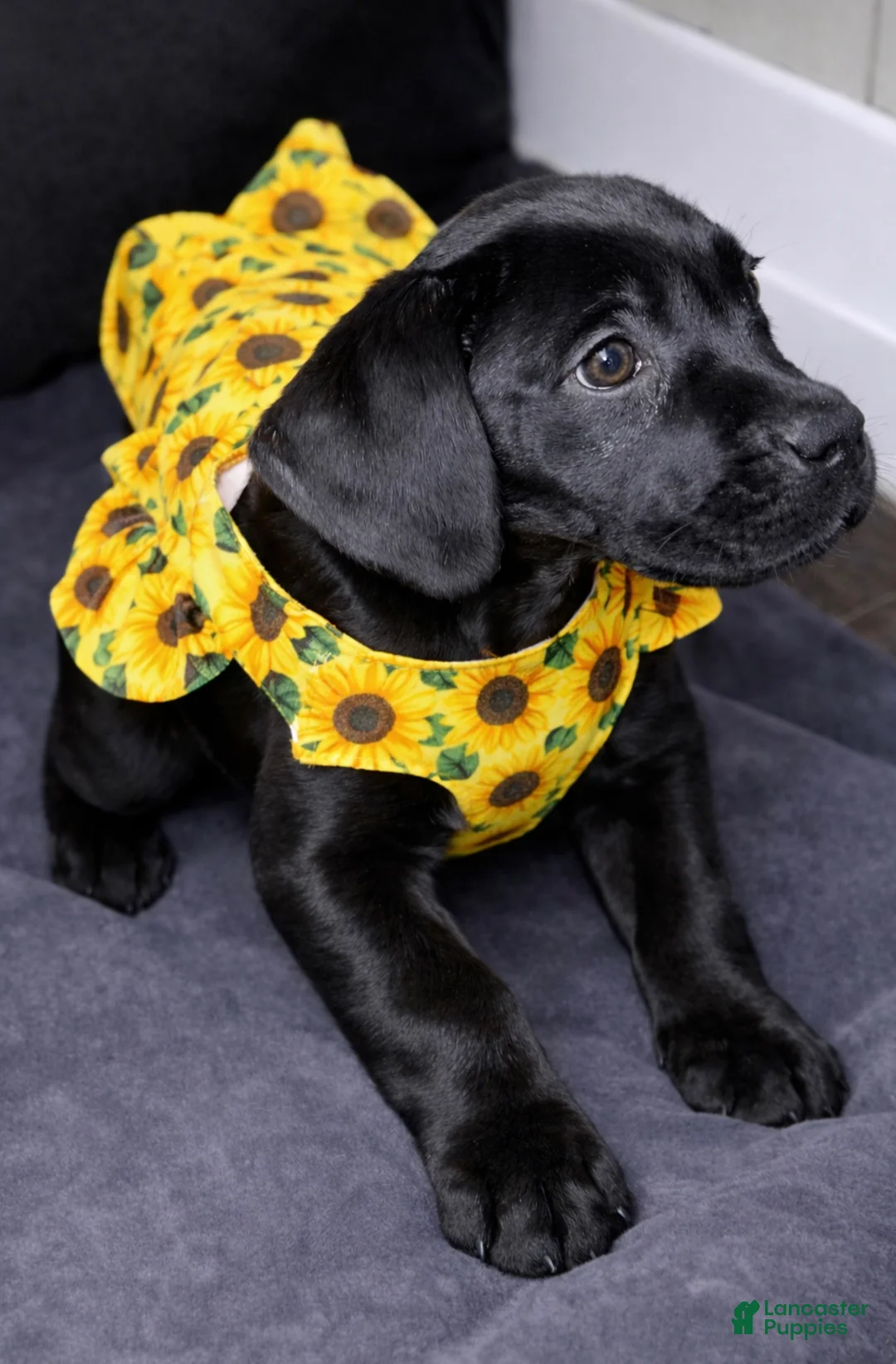 Cane Corso dogs for sale: Cane Corso Puppy 1 - Ad 5