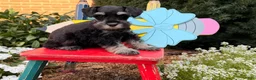 Miniature Schnauzer dogs for sale: Morgan  - Ad 2