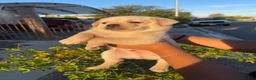Mixed Breed dogs for sale: Mixed Breed Puppy 1 - Ad 3