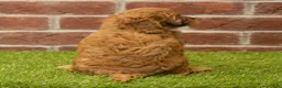Cavapoo dogs for sale: Macy - Ad 6