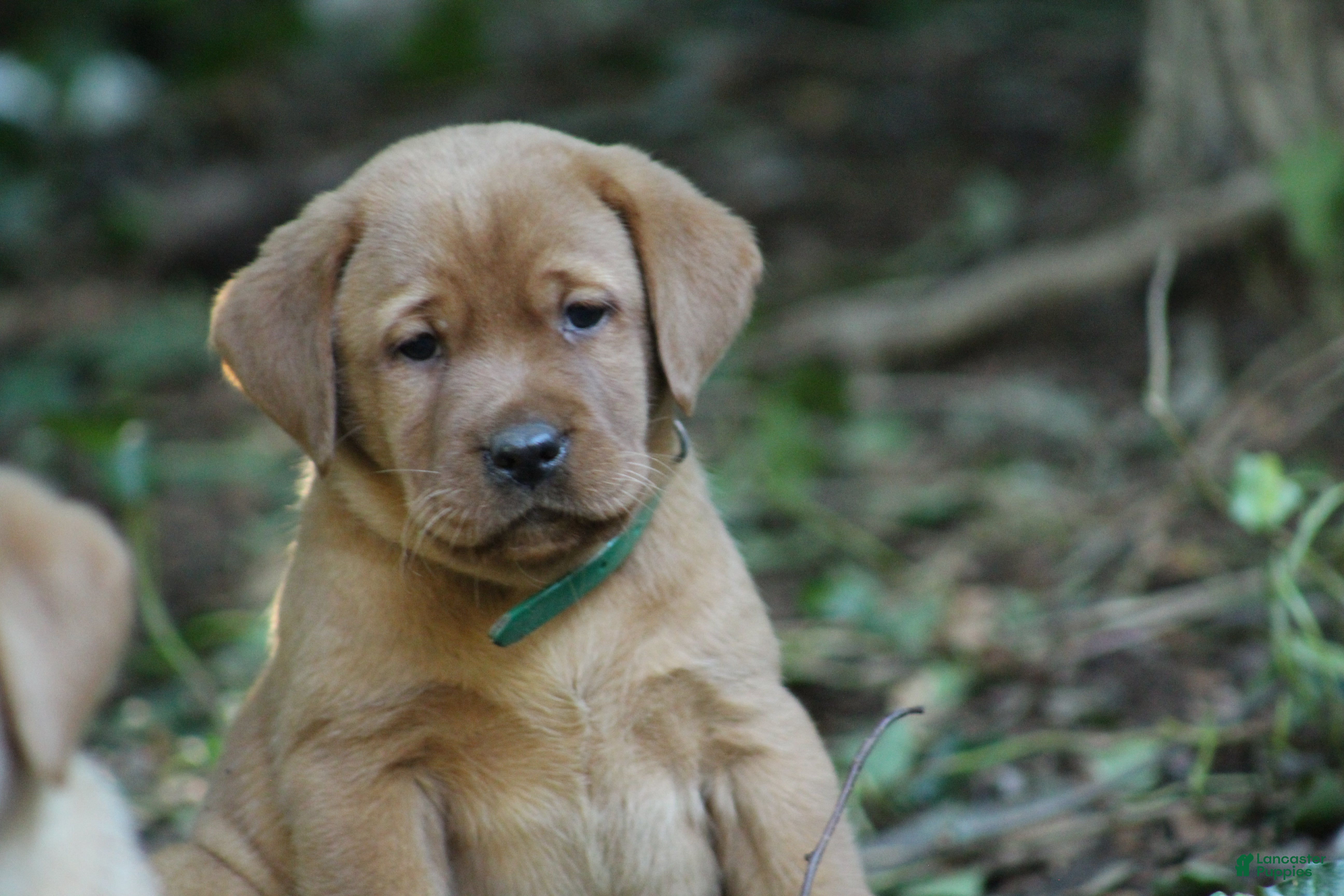 Labrador Retriever dogs Duke - Ad 1