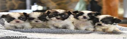Shih Tzu dogs for sale: Kathlynn - Ad 5