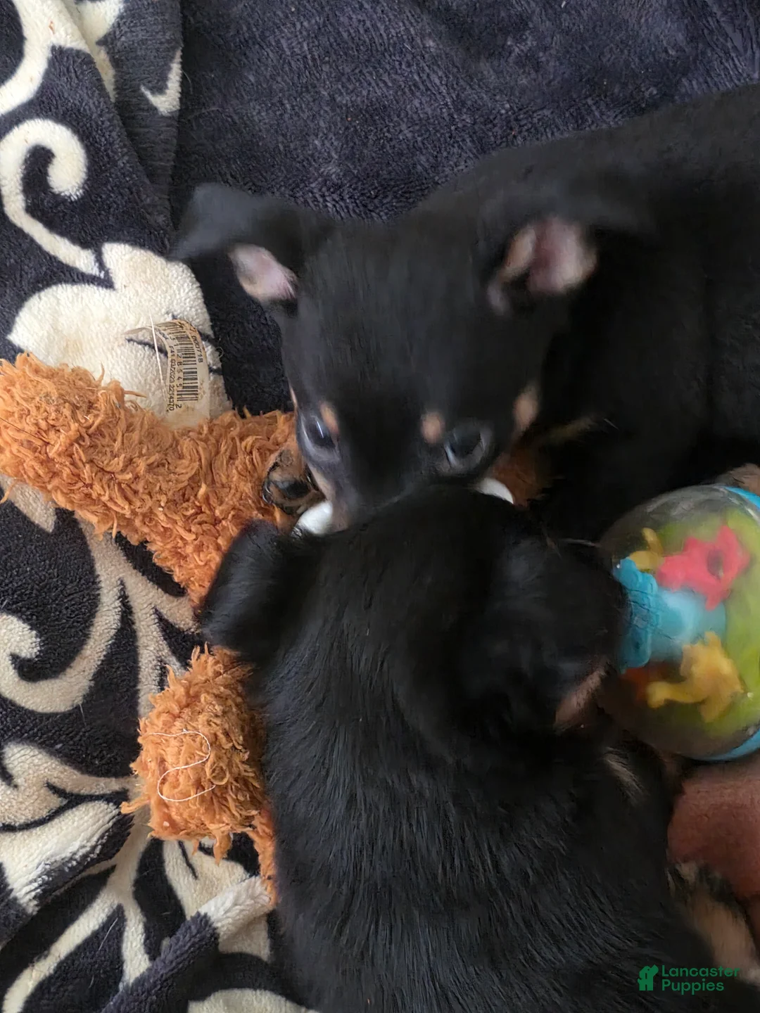 Chiweenie dogs for sale: Chiweenie Puppy 6 - Ad 2