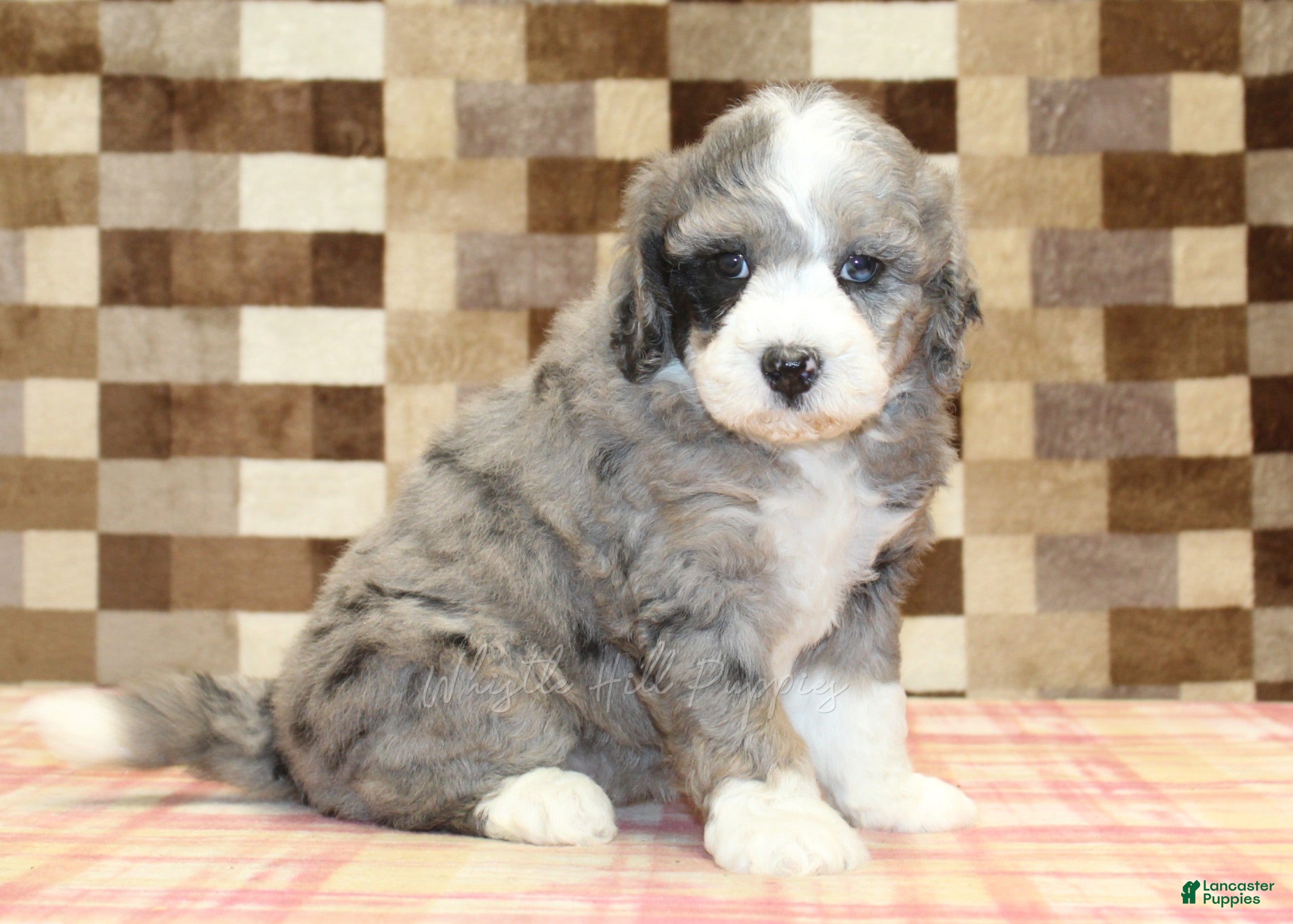 Mini Bernedoodle dogs Cassie - Ad 1